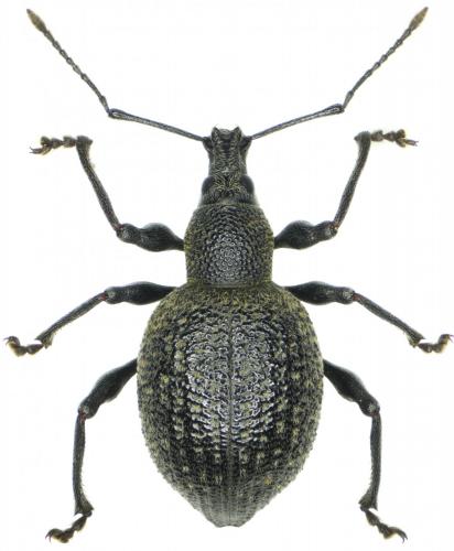 Réf. 252 613 : Otiorhynchus armadillo